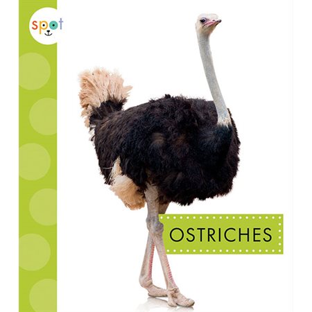 Ostriches: Spot Big Birds