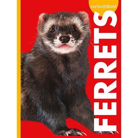 Curious about Ferrets