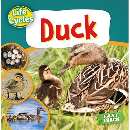 Duck: Life Cycles
