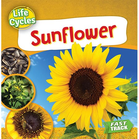 Sunflower: Life Cycles