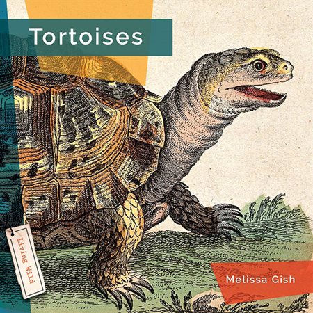 Tortoises