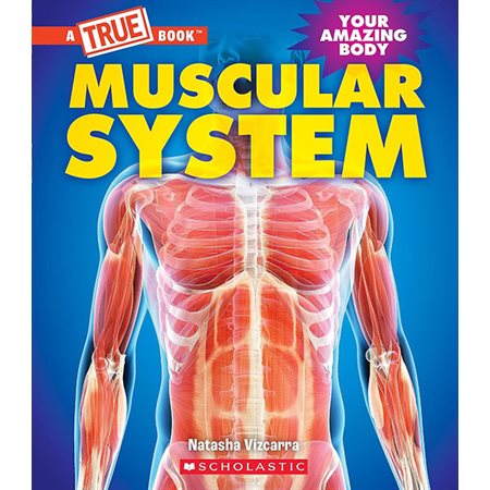 Muscular system: Your amazing body