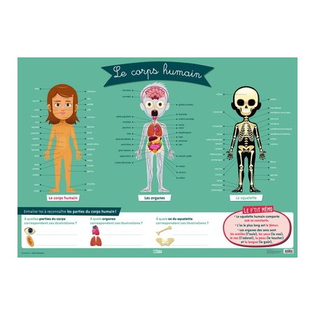 Le corps humain: affiche